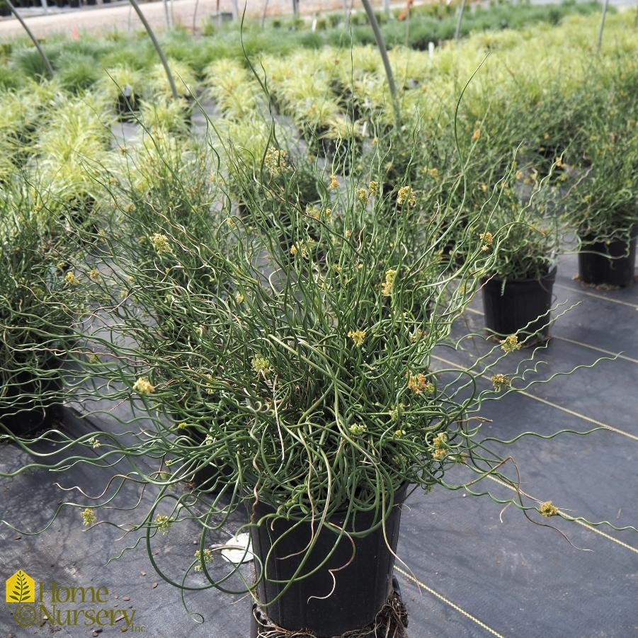 Juncus effusus 'Big Twister' Corkscrew Rush from Home Nursery