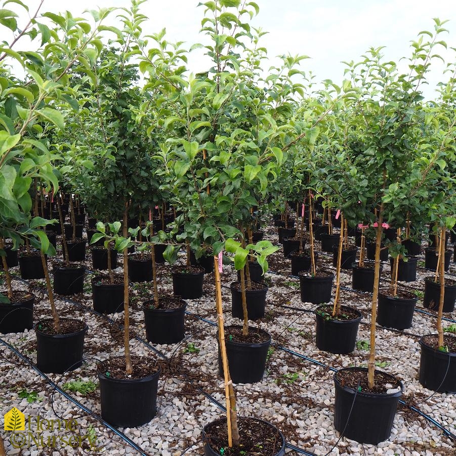 Malus domestica 'Honeycrisp' (Semi-Dwarf Apple)