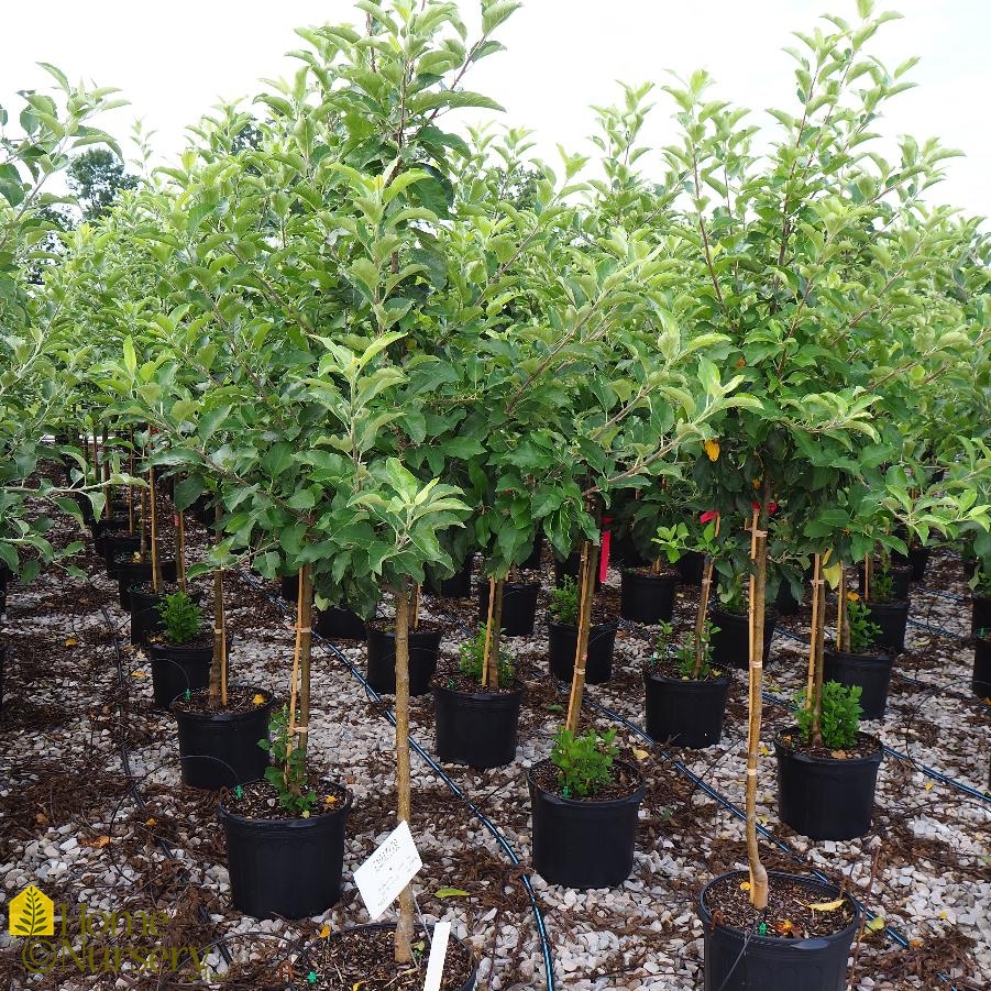 Gala Apple Trees For Sale at Ty Ty Nursery