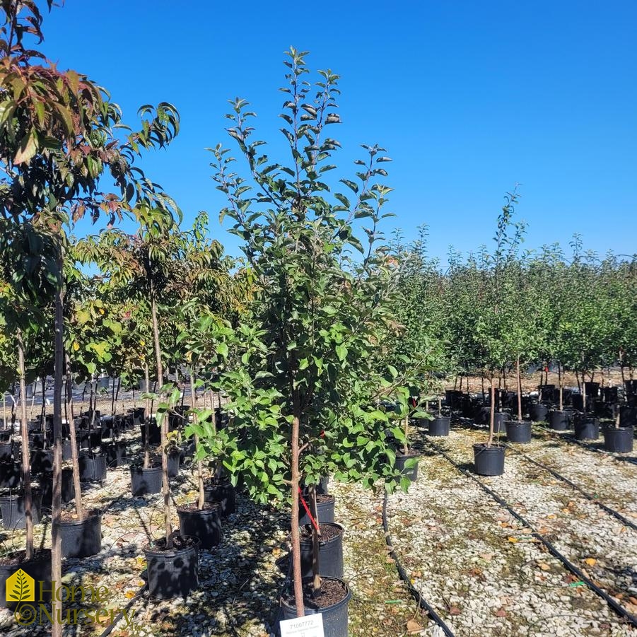 Malus dom. 'Fuji' Apple Tree