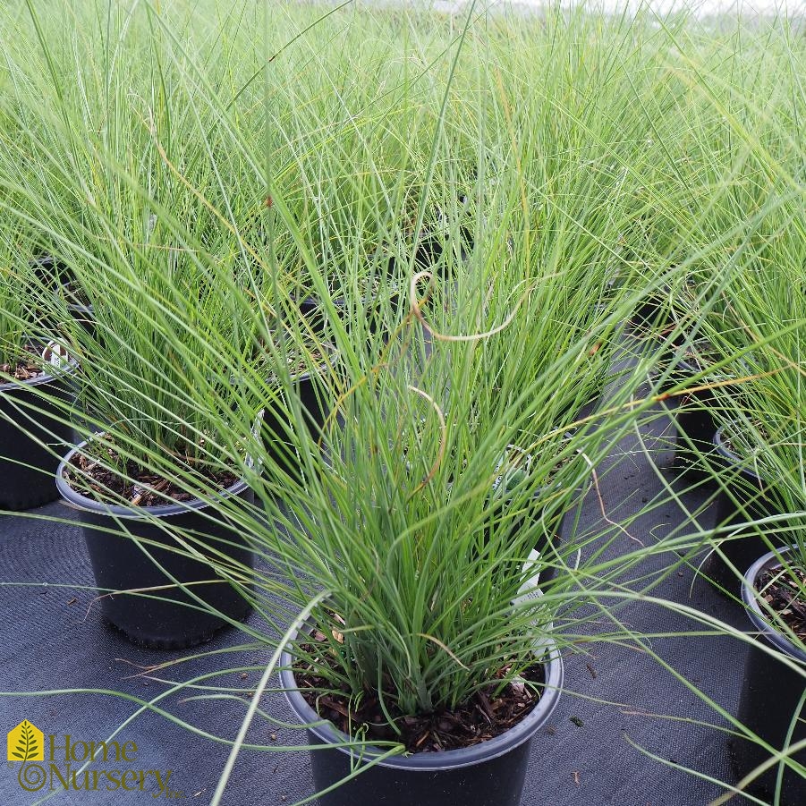 Miscanthus sinensis 'Gracillimus'