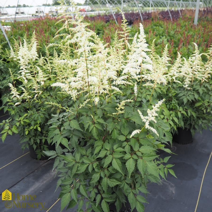 Astilbe japonica 'Deutschland'