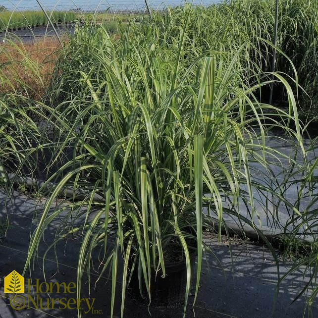 Miscanthus sinensis var. condensatus 'Cabaret'