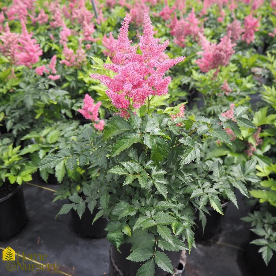 Astilbe japonica 'Rheinland'