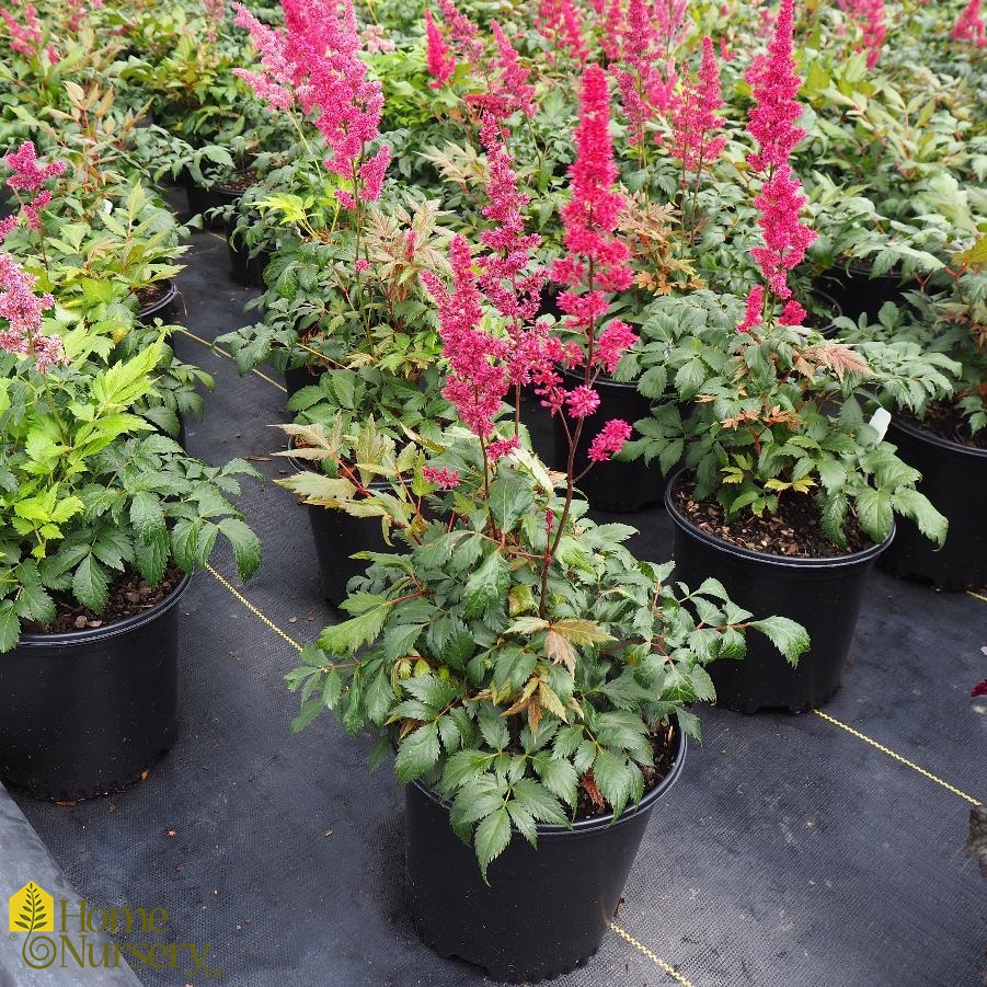 Astilbe x arendsii 'Fanal'