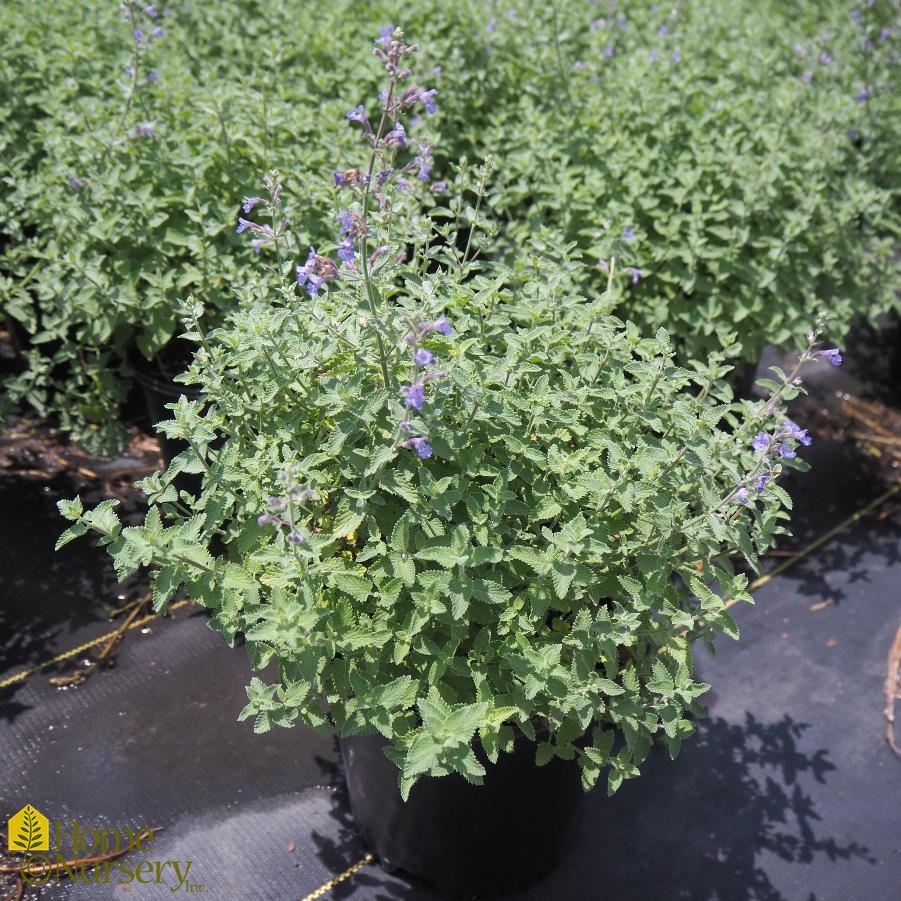 Nepeta racemosa 'Walker's Low'