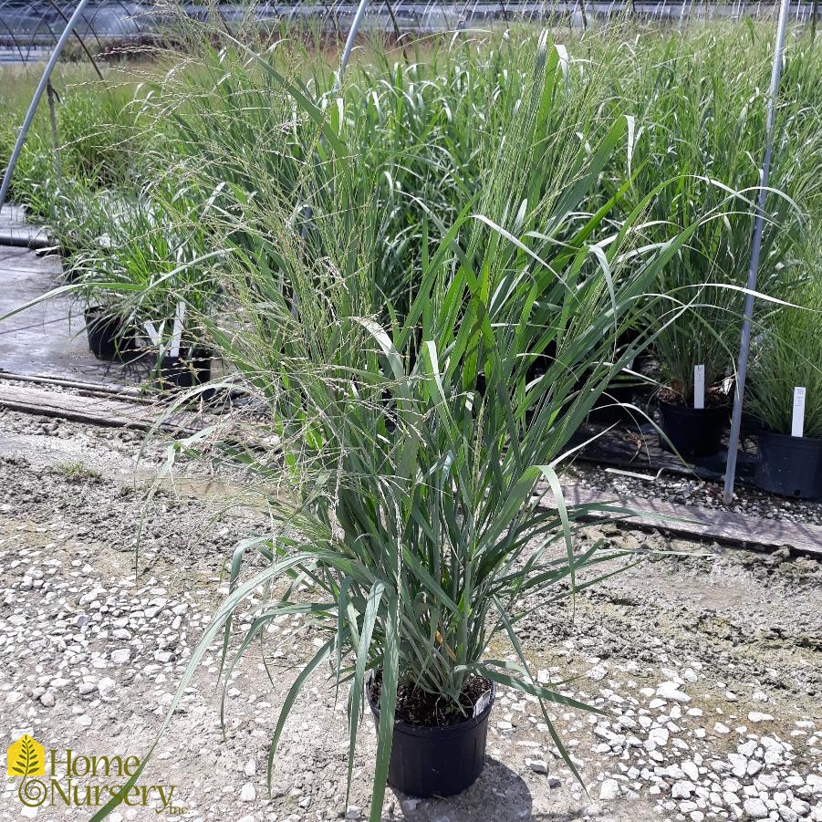 Panicum virgatum 'Dallas Blues' Switchgrass from Home Nursery