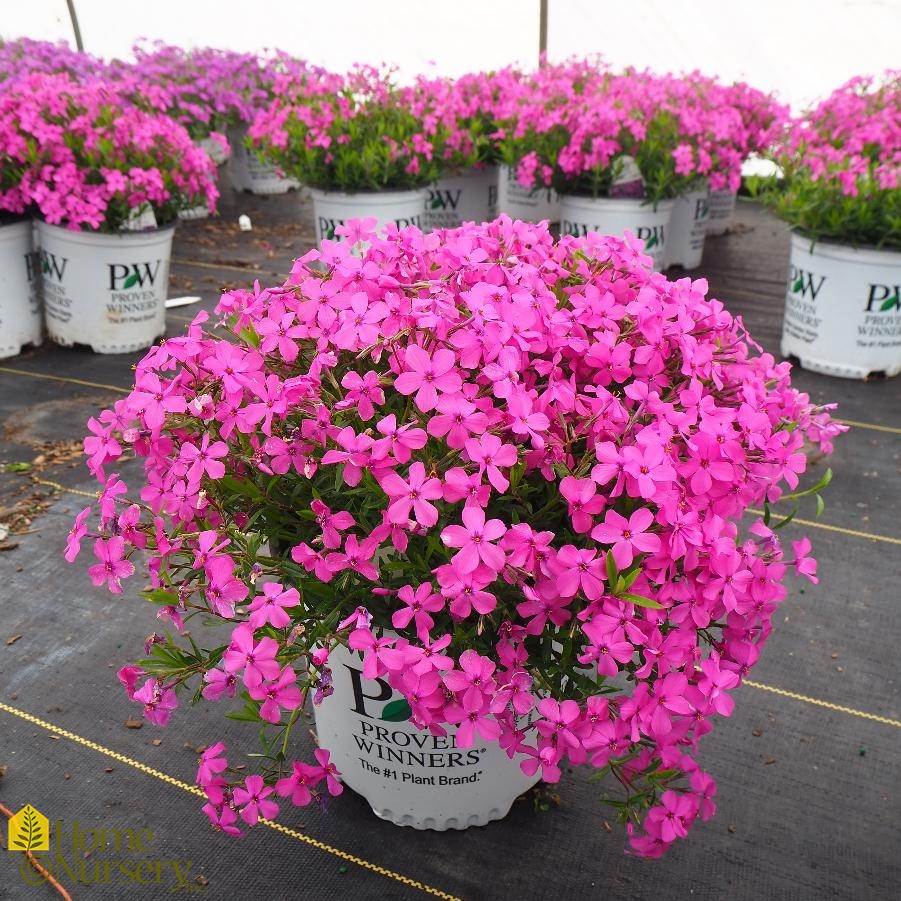 Phlox x 'Magenta Sprite'