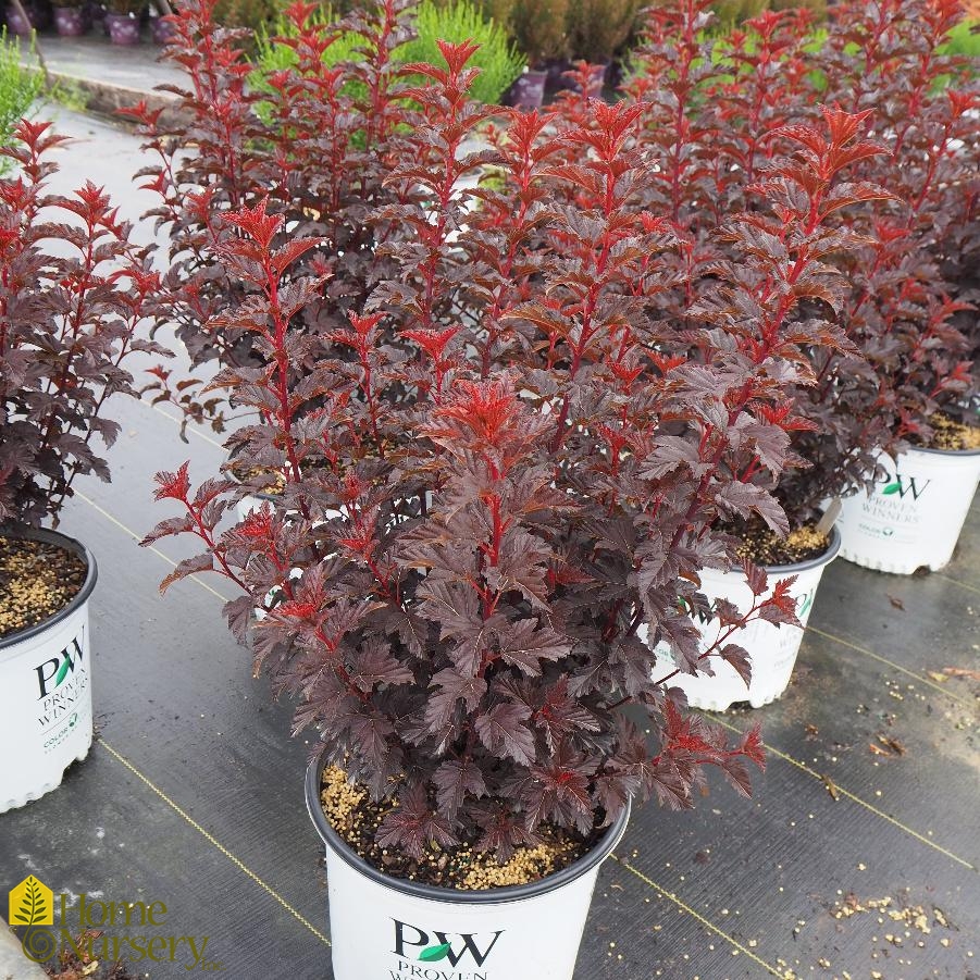 Physocarpus opulifolius Summer Wine® Black