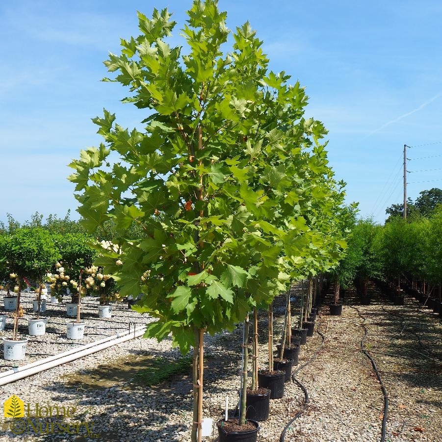 Platanus x acerifolia Exclamation!™
