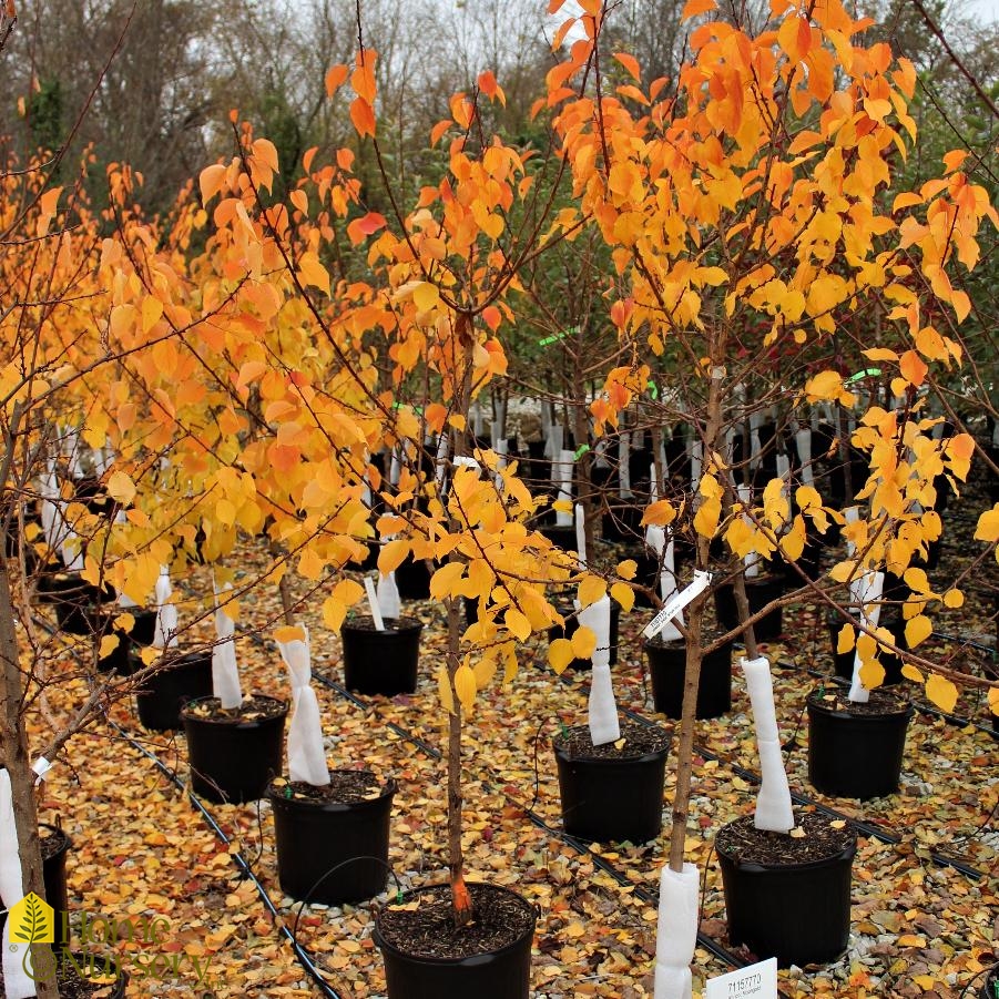 Prunus armeniaca 'Moongold'