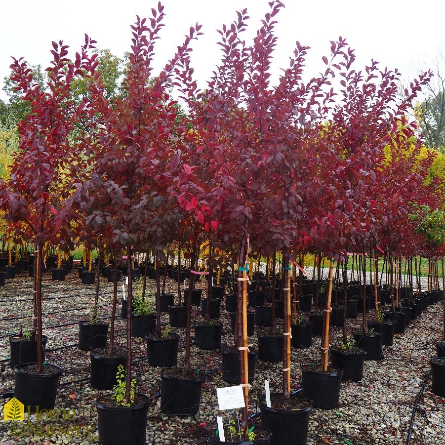 Prunus cerasifera 'Newport'