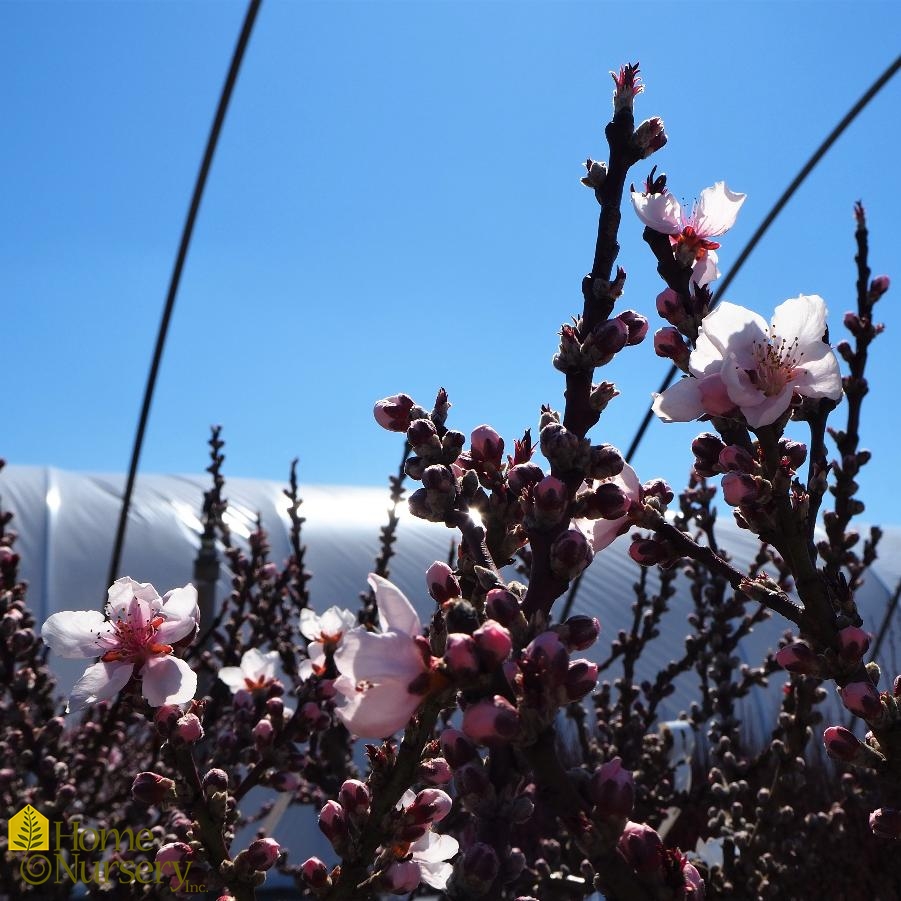 Prunus persica 'Bonfire'