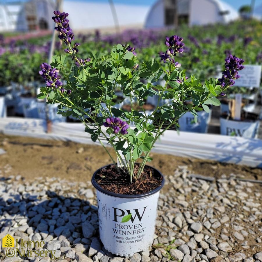 Baptisia x Decadence® 'Sparkling Sapphires'