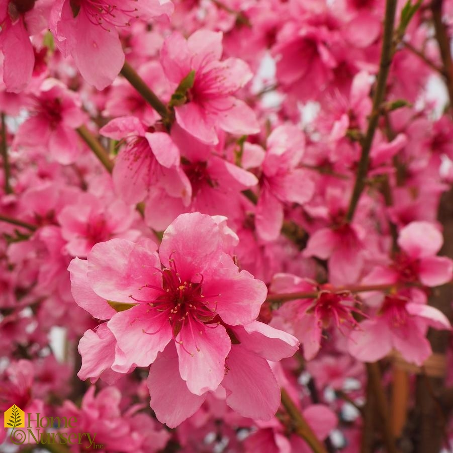 Prunus persica 'Saturn'