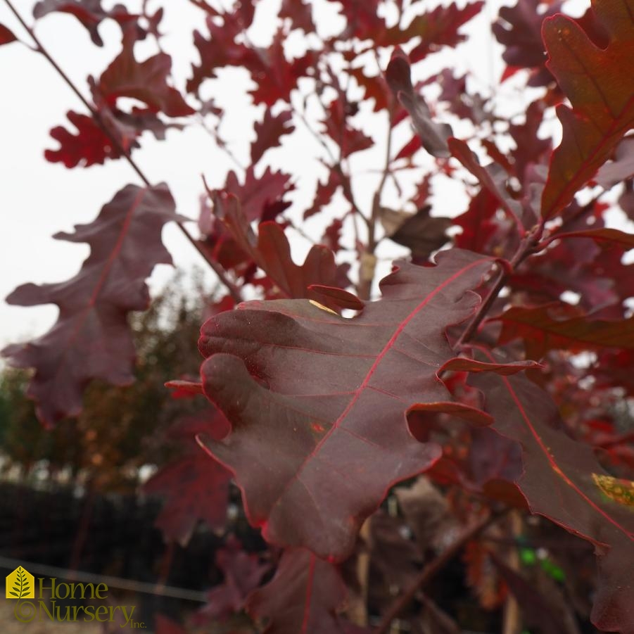Quercus alba 