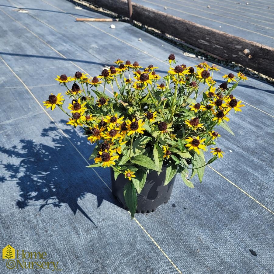Rudbeckia fulgida var. sullivantii 'Little Goldstar'