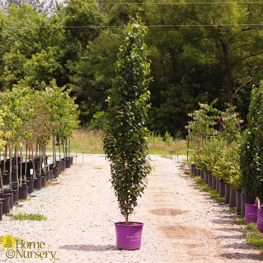 Betula platyphylla Parkland Pillar&reg;