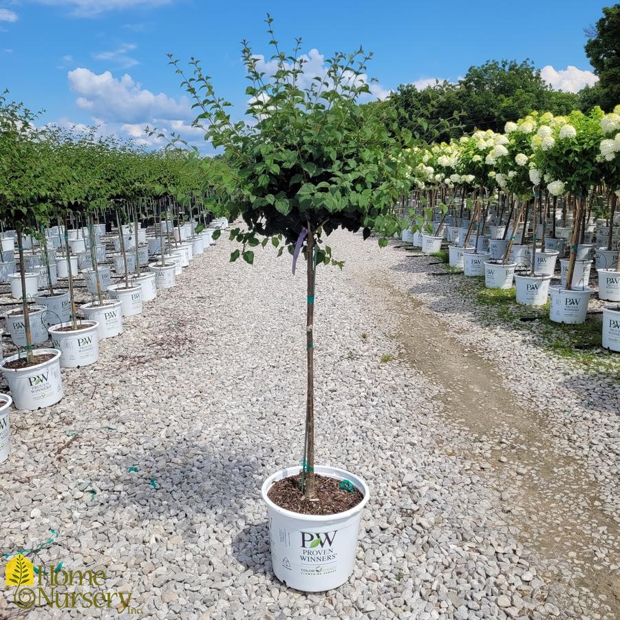 Syringa x Bloomerang&reg; Dark Purple tree