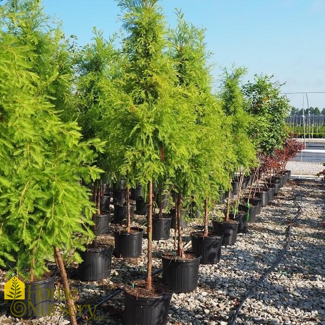 Taxodium distichum Shawnee Brave™
