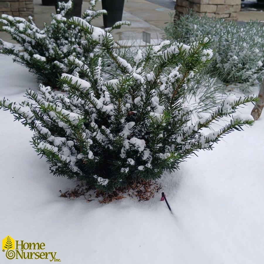 Taxus x media Stonehenge Dark Druid™