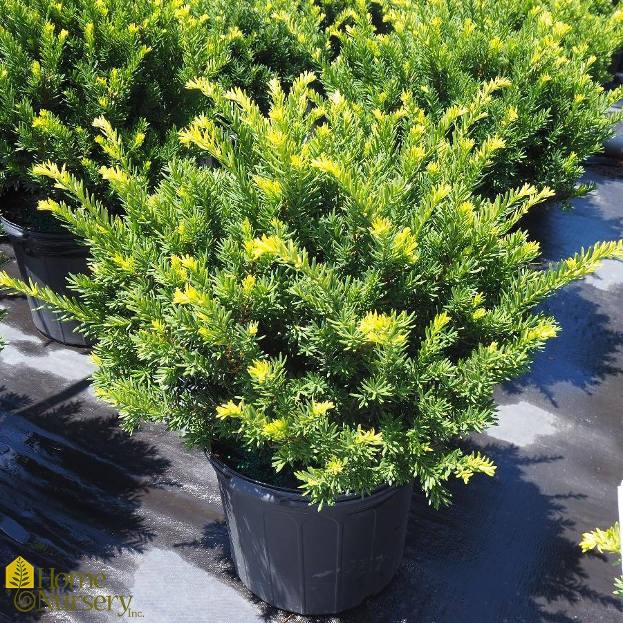 Taxus x media 'Tauntonii'