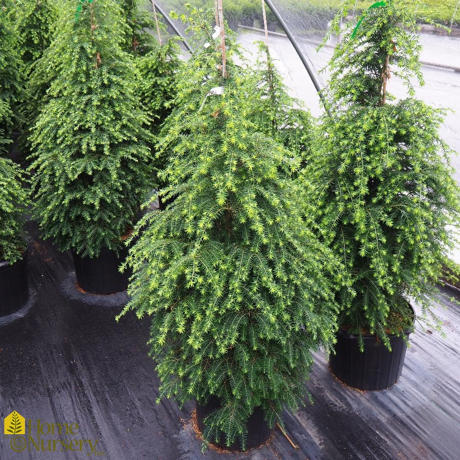 Tsuga canadensis 