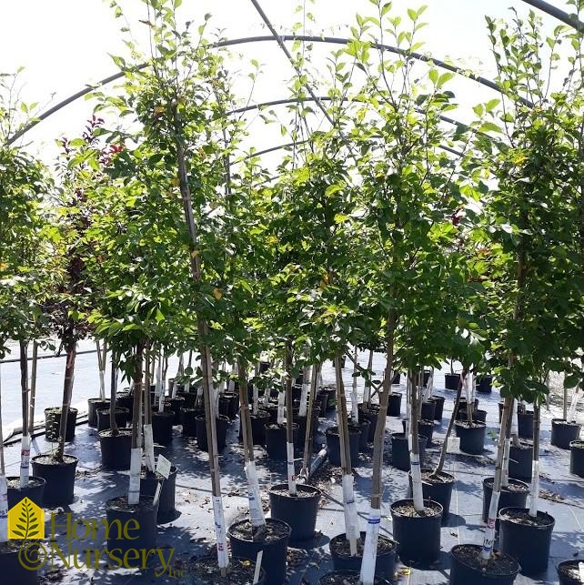 Ulmus x 'Accolade'