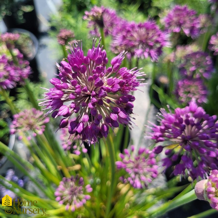 Allium x 'Lavender Bubbles'