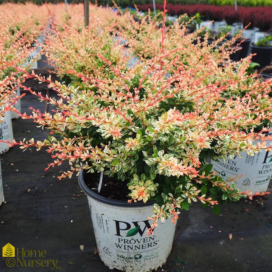 Sunjoy Sequins® - Barberry - Berberis thunbergii