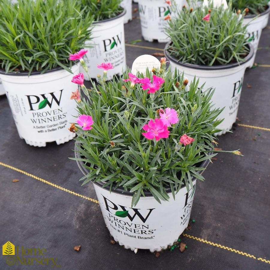 Dianthus x 'Paint the Town Magenta' Cheddar Pinks from Home Nursery