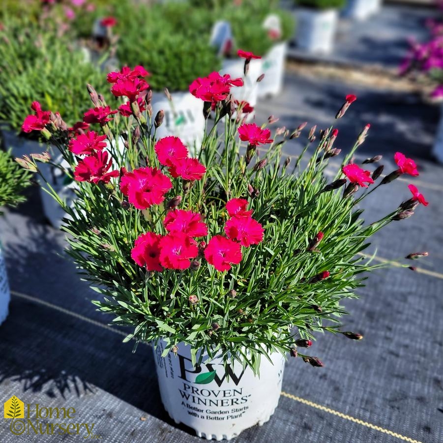 Dianthus x 'Paint the Town Red' Cheddar Pinks from Home Nursery