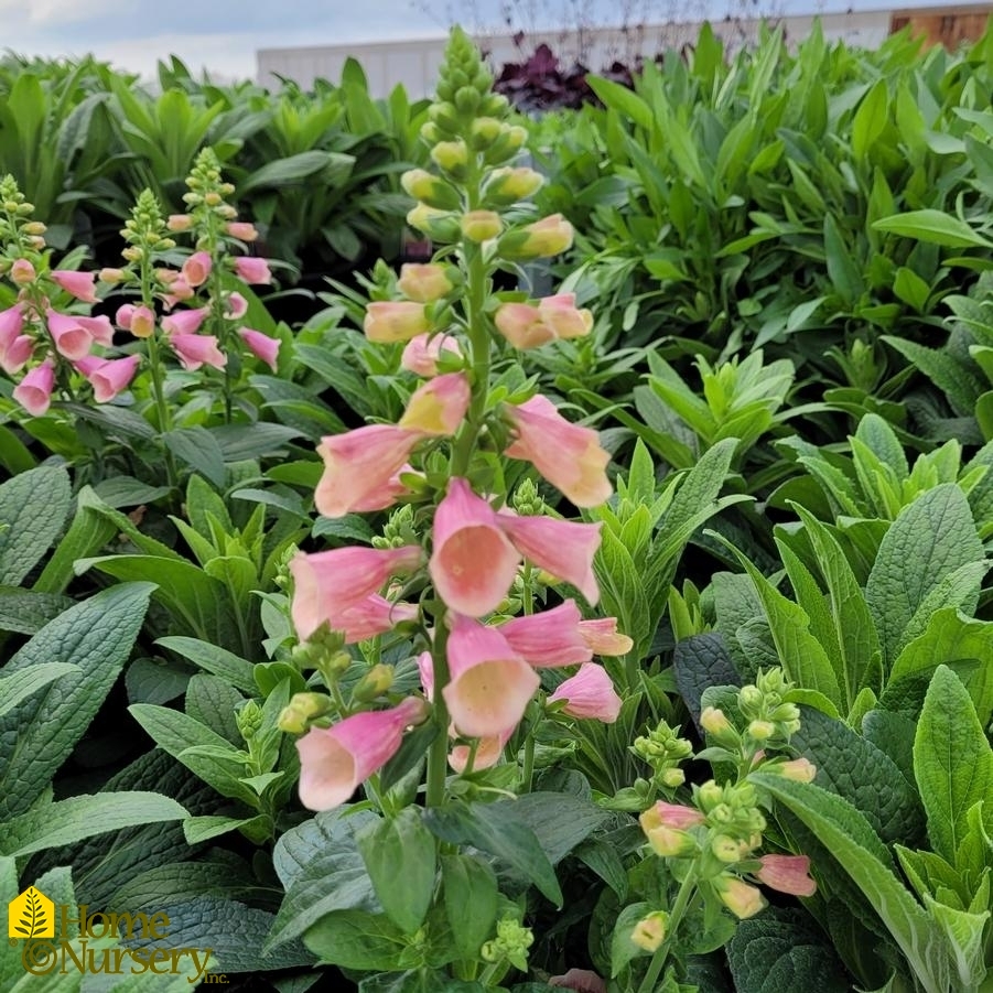 Digitalis x Arctic Fox Rose