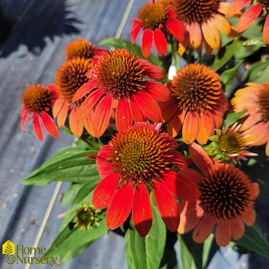 Echinacea x Sombrero® Fiesta Orange