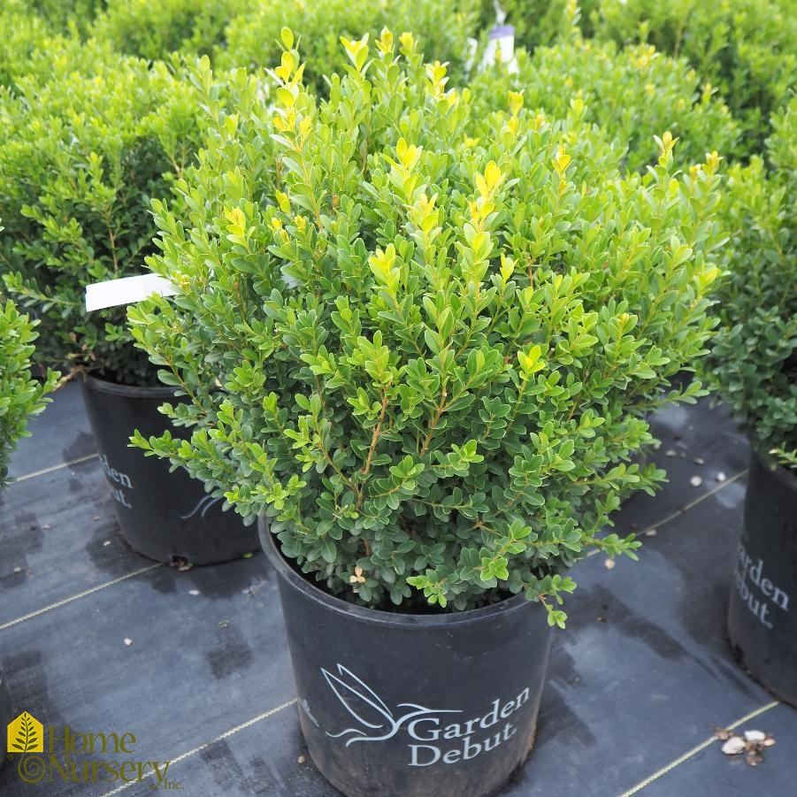 Baby Gem™ Boxwood - Southern Living Plants