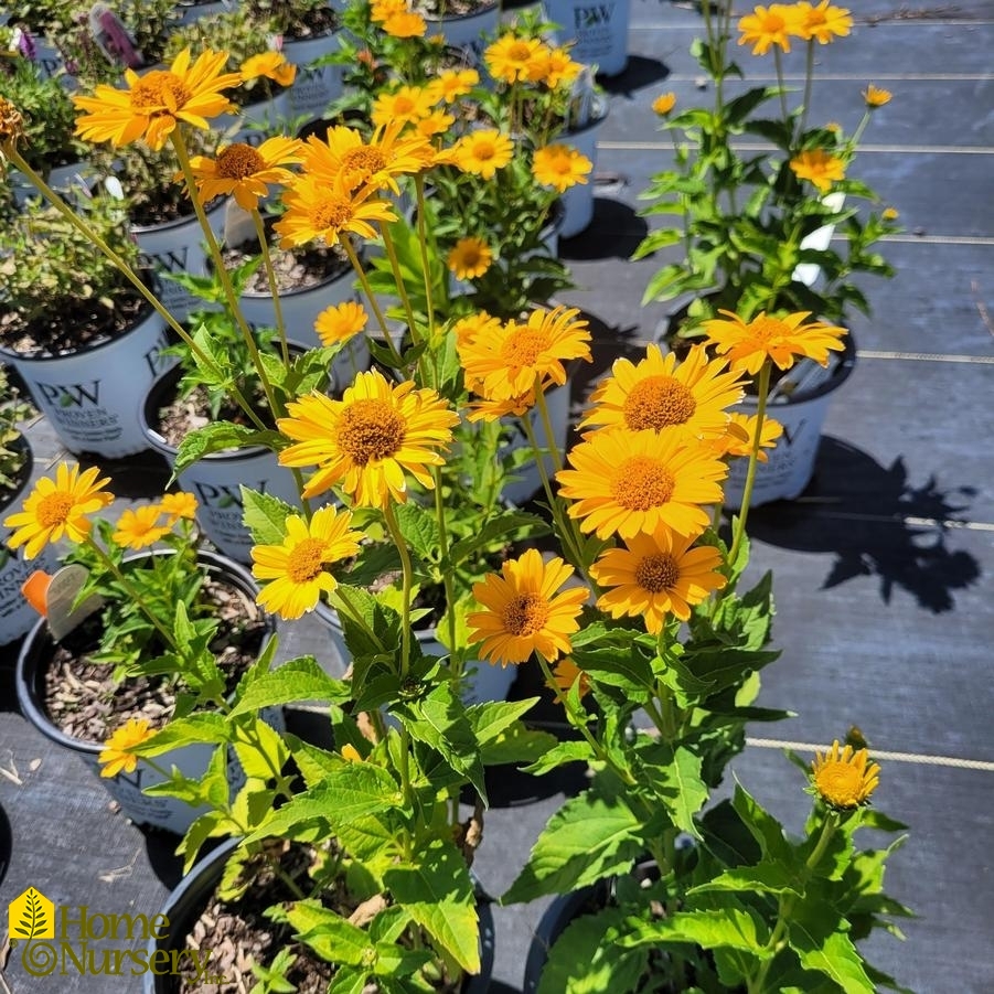 Heliopsis helianthoides Tuscan Sun™