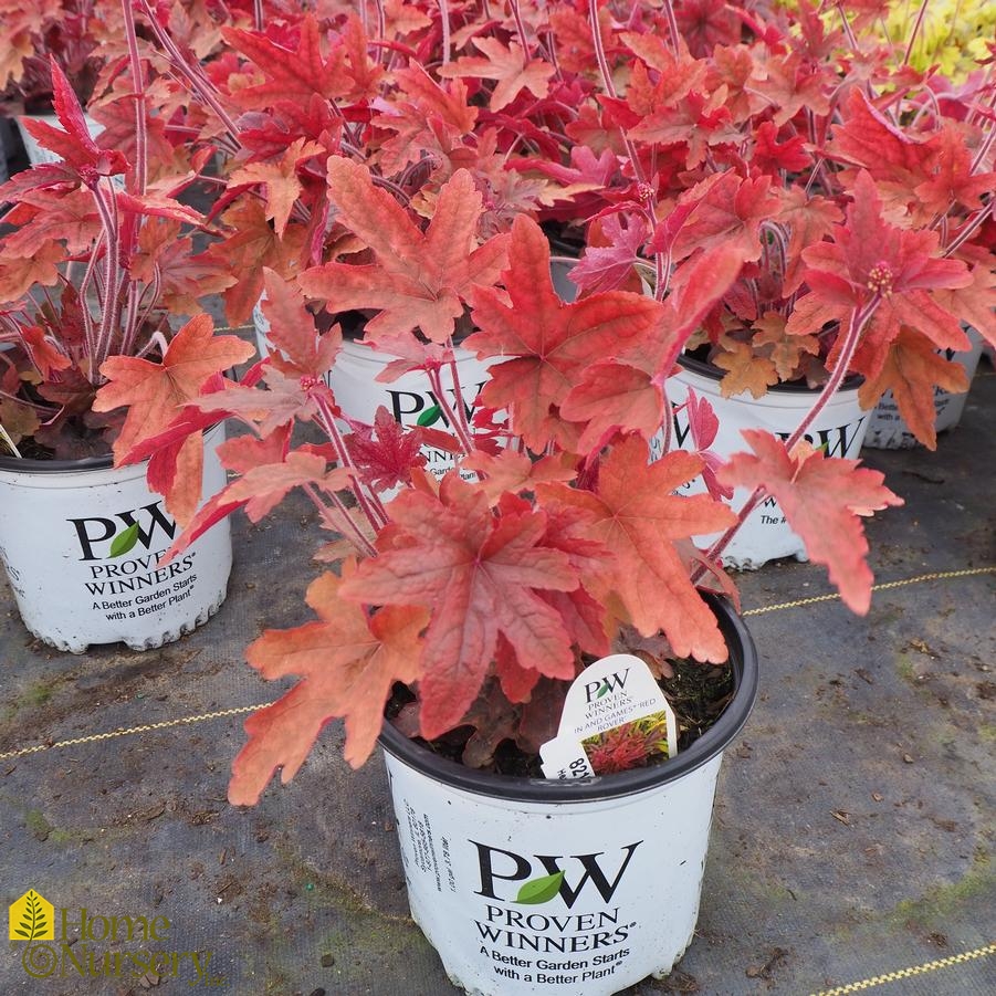 Tomat Barbermaskine tømmerflåde Heucherella Fun and Games® 'Red Rover' Foamy Bells from Home Nursery