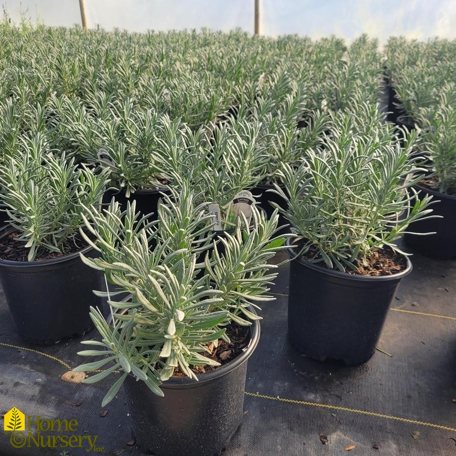 Lavandula x intermedia Sensational!™