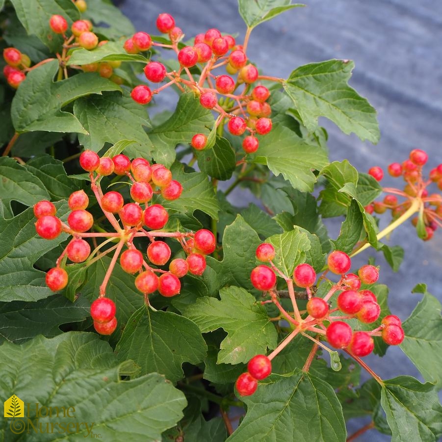 Viburnum opulus 'Compactum'