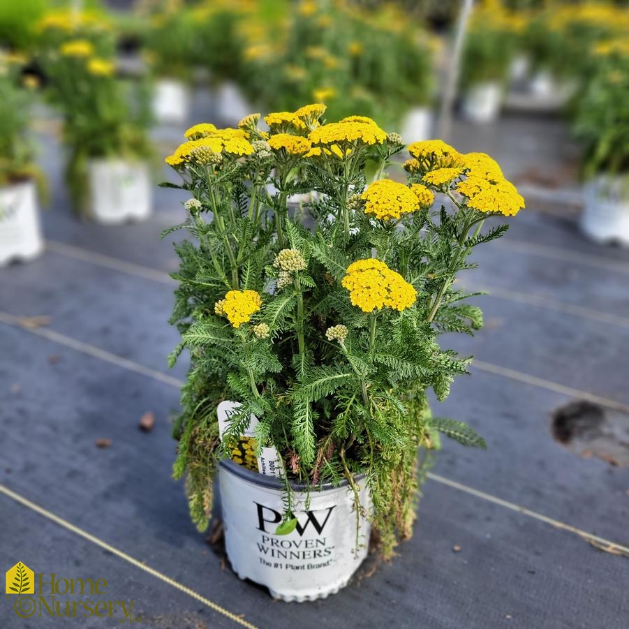 Achillea x 'Firefly Sunshine'