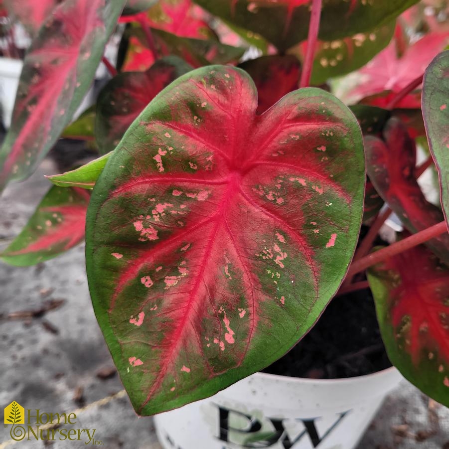 Caladium hortulanum Heart to Heart® Fast Flash™