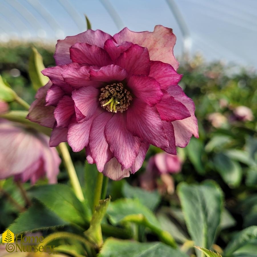 Helleborus x Wedding Party® 'Maid of Honor'