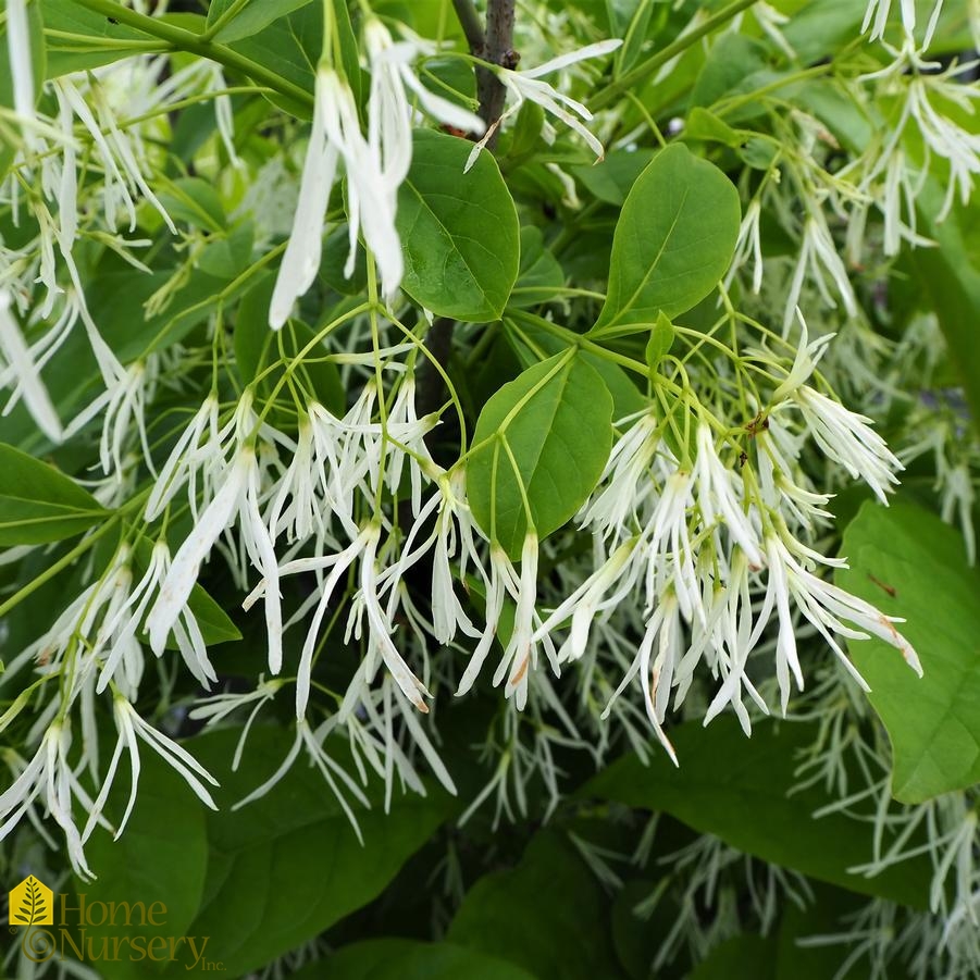 Chionanthus virginicus 