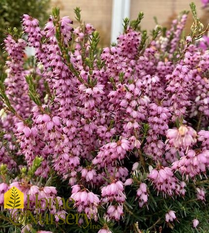 Erica carnea 'Pink'