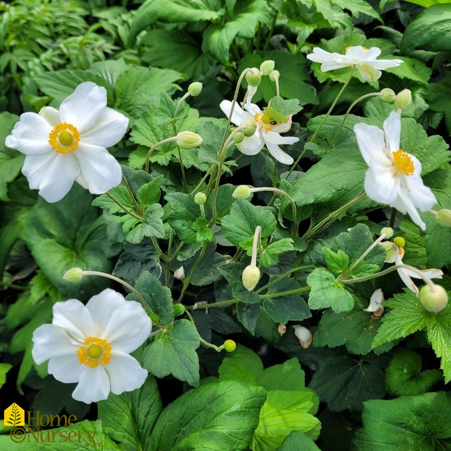 Anemone x 'Honorine Jobert'