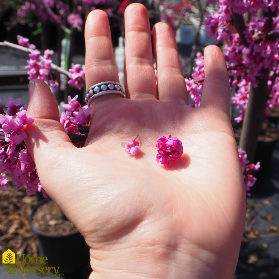 Cercis canadensis 'Pink Pom Poms' Eastern Redbud from Home Nursery