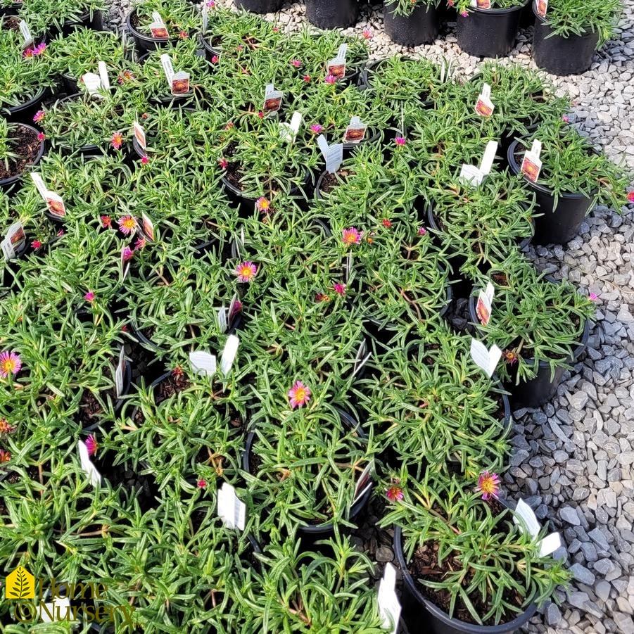 Delosperma x Ocean Sunset™ Orange Glow