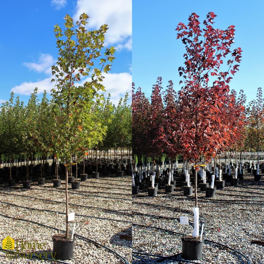 Red Maple  Acer rubrum