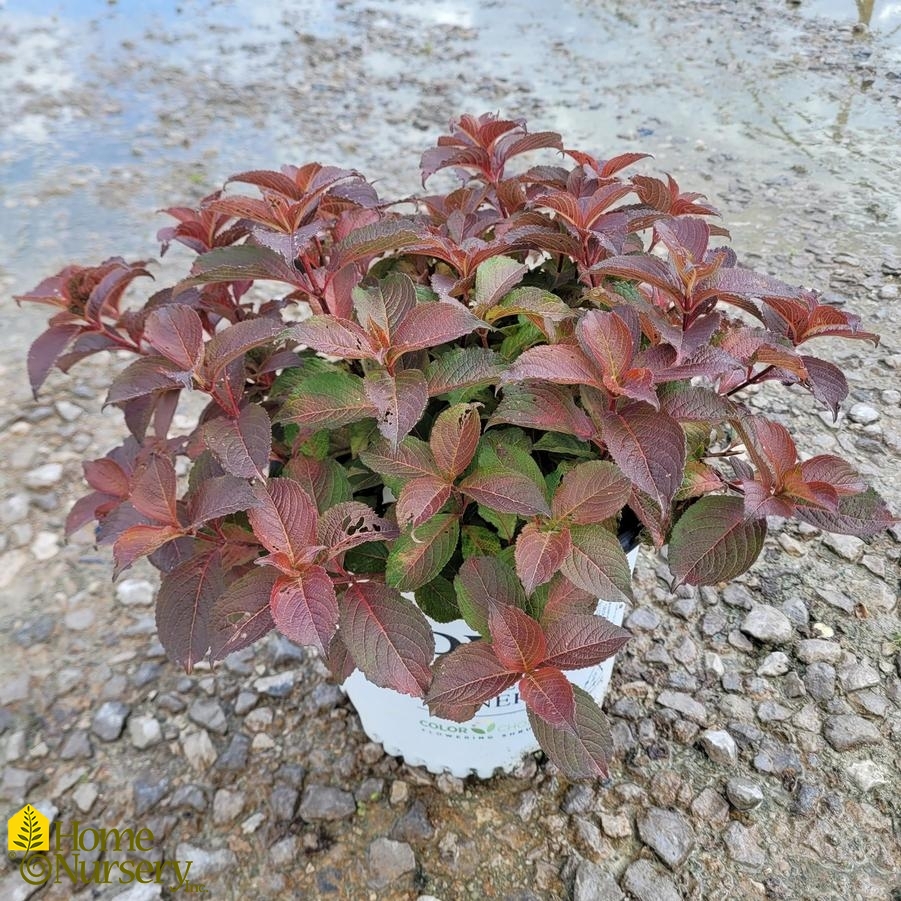 Weigela florida Midnight Sun®