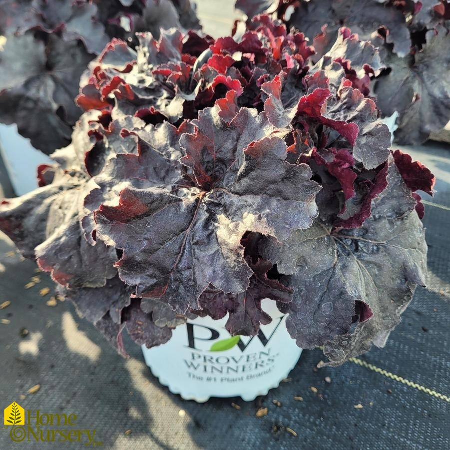 Heuchera x Dressed Up® 'Evening Gown'